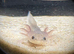 Axolotl babies
