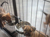 American Bulldog X Bullmastiff