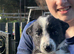 6 gorgeous collie puppies