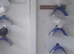 Fancy pigeons for sale