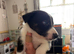 1 black  and white border collie