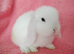 Selection of mini lop babies available
