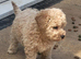 Miniature Poochon Boys F2