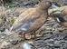 Ornamental Ducks