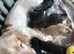 Cocker spaniel beautiful puppies