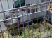 3 male kakarikis