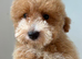 Poochon puppy's