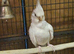 Cockateils