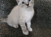 Bengal cross ragdoll kittens