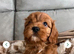 ️ READY TO LEAVE Beautiful Cavapoo puppies️