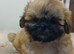 KC reg Shih Tzu/ Shihtzu pups