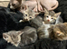 Sphinx mix kitten looking for a new home