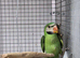 Young mushtash cock bird