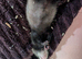 Beautiful, Well-Handled Ferret Kits Looking for Loving Homes!