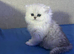 Pure breed persian chinchila kittens