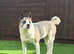 Lexi, Akita cross