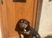 Lovely family pet - Stanley