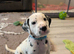 Dalmatian puppies