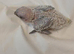Jenday Conure