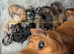 Beautiful baby puppies
