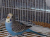 Blackface baby budgies and splits