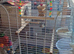 Budgies