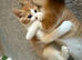 3 ginger male kittens looking for a new home