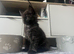 Maine Coon Kittens (Tuxedo and Black Smoke Boys)