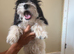 7 month old cavapoo boy