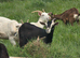 baby boy goats for sale