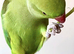 My tamed baby ring neck talking parrot