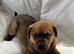 Labrador x German Shepard boy puppy