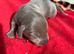 Kc Miniature dachshund