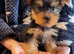Little boy Yorkie