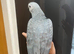 HandReared Stunning Friendly Super Tame Congo African Grey