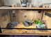 Beautiful male leopard gecko and full set up