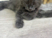 Beautifull 12 week old female maincoon