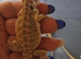Bearded dragons babies