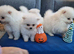 Fully Vacinated Girl Pomeranian Puppy adult weight 3 to 4 kilos. leaves with Pedigree, crate, bed,, training pads, food. Treats, toy, collar and lead.