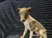 Beautiful Puppies Ready Now