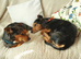 2 x Dachshund Cross
