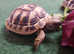 Hermann Tortoise micro chipped, supplied with a CITES Article 10