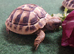 Baby Hermann's Tortoises for Sale (SPECIAL OFFER FOR THIS WEEK ONLY)