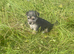 Jack Russell Cross Minny Yorkshire