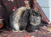 Mini lop