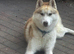 Siberian husky rising 2 years old