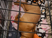 6.5 month old mastiff x