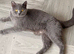 Champion line BSH KITTENS