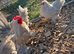 Porcelain booted bantam hatching eggs