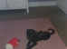 Female cavapoo x pug